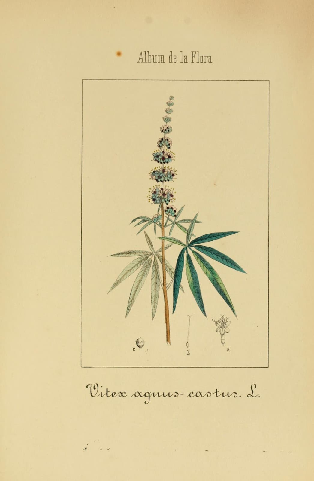 Botanische Tafel des Mönchspfeffers (Vitex agnus-castus), 1864