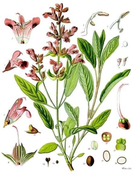 Botanische Tafel des Salbeis (Salvia officinalis), Köhler 1887
