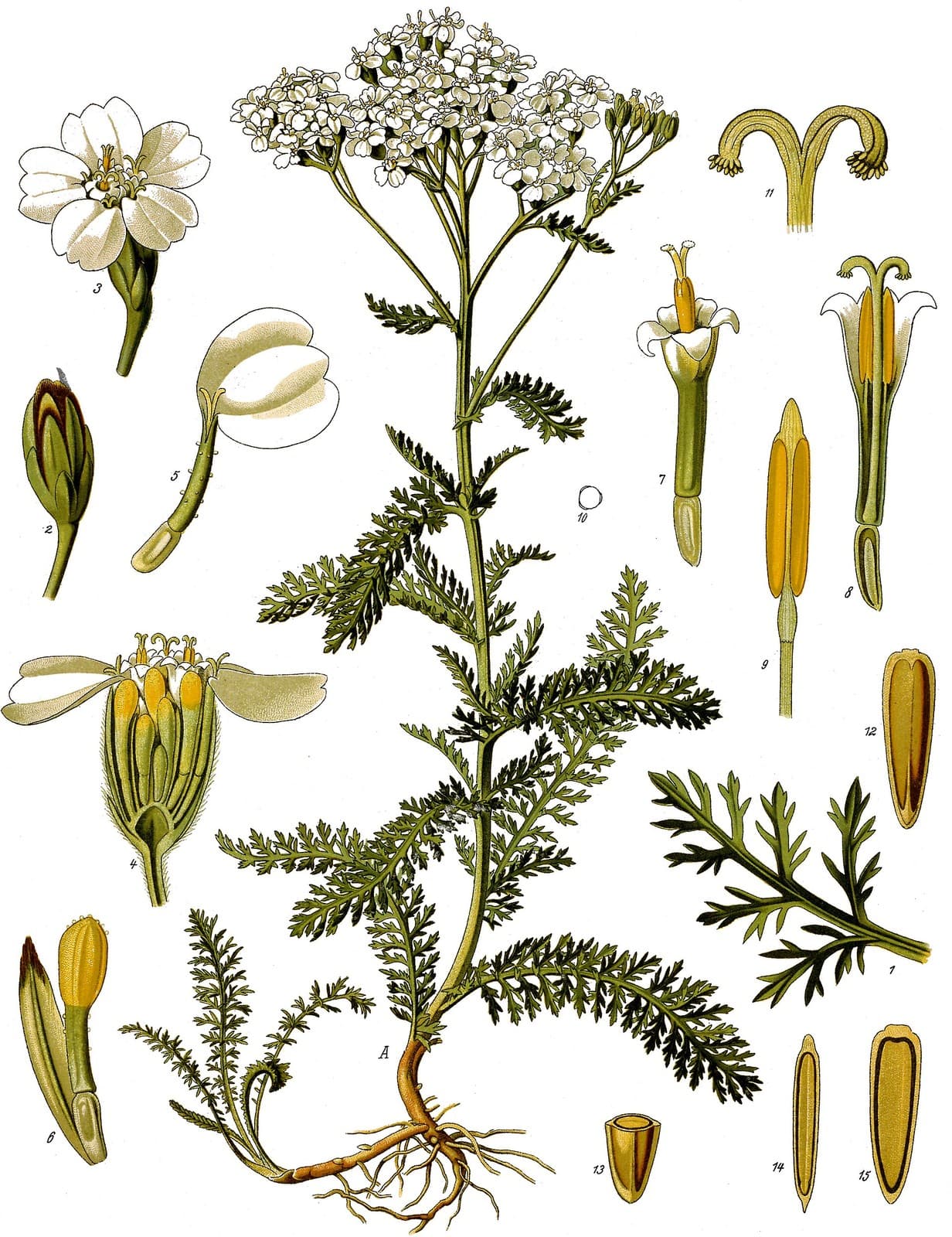 Botanische Tafel der Schafgarbe (Achillea millefolium), Köhler 1887